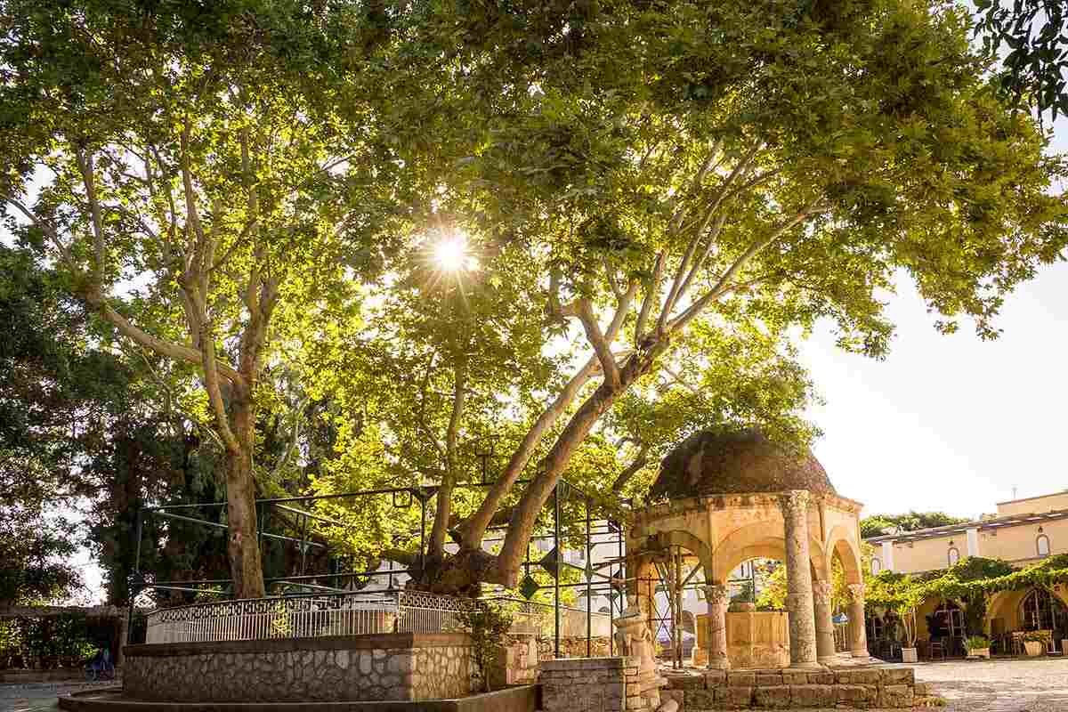 Platanus of Hippocrates